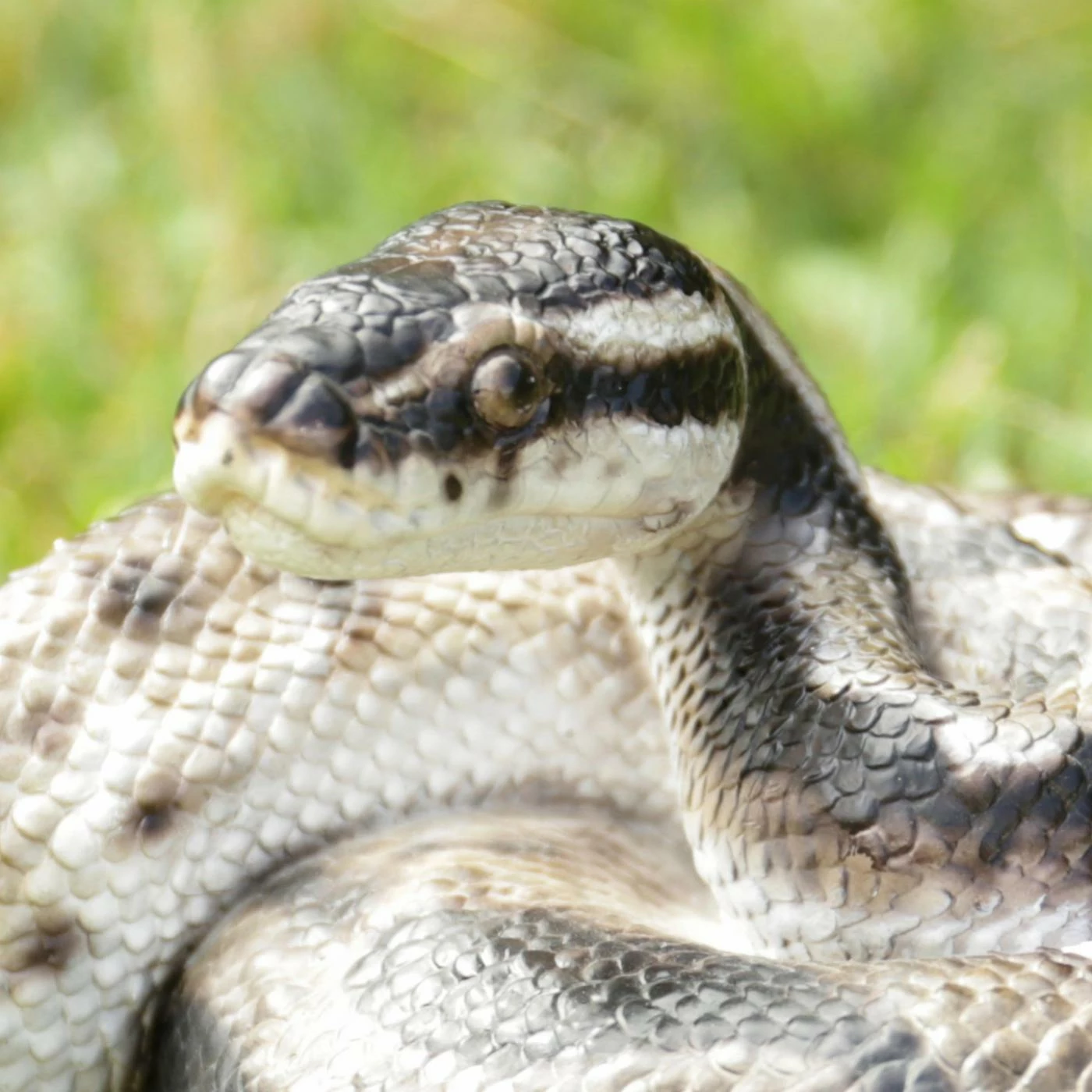 Cheapest ✨ Animal Statues Hi-Line Gift Ltd. Regius Ball Python Figurine 🔥 8 Cheapest ✨ Animal Statues Hi-Line Gift Ltd. Regius Ball Python Figurine 🔥 - Image 6