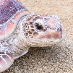 Best Sale ⭐ Animal Statues Hi-Line Gift Ltd. Large Sea Turtle Figurine ❤️ 14 Best Sale ⭐ Animal Statues Hi-Line Gift Ltd. Large Sea Turtle Figurine ❤️ -Garden Statues Shop detail3HILI1061