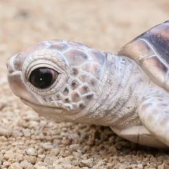 Cheap ✔️ Animal Statues Hi-Line Gift Ltd. Baby Sea Turtle Figurine ⌛ 14 Cheap ✔️ Animal Statues Hi-Line Gift Ltd. Baby Sea Turtle Figurine ⌛ -Garden Statues Shop detail3HILI1062