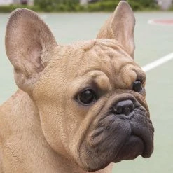 Deals 🔔 Animal Statues Hi-Line Gift Ltd. French Bulldog Squatting Garden Statue 😉 17 Deals 🔔 Animal Statues Hi-Line Gift Ltd. French Bulldog Squatting Garden Statue 😉 -Garden Statues Shop detail5HILI982