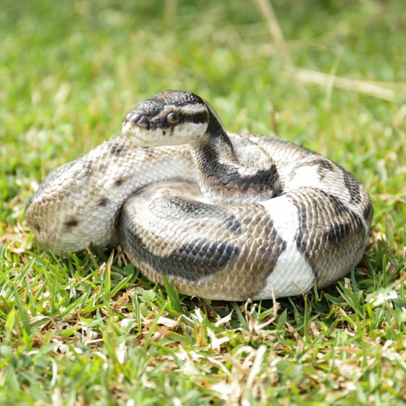 Cheapest ✨ Animal Statues Hi-Line Gift Ltd. Regius Ball Python Figurine 🔥 4 Cheapest ✨ Animal Statues Hi-Line Gift Ltd. Regius Ball Python Figurine 🔥 - Image 2