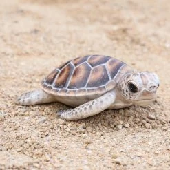 Cheap ✔️ Animal Statues Hi-Line Gift Ltd. Baby Sea Turtle Figurine ⌛ 10 Cheap ✔️ Animal Statues Hi-Line Gift Ltd. Baby Sea Turtle Figurine ⌛ -Garden Statues Shop inuseHILI1062