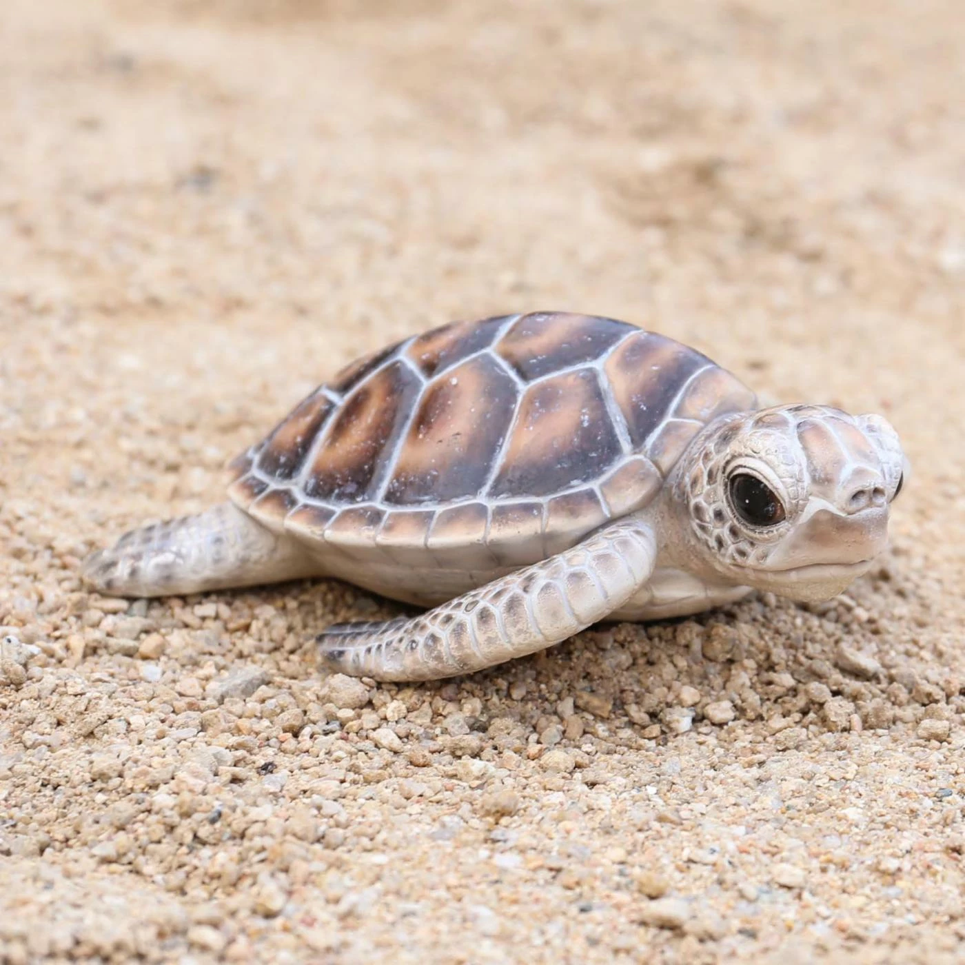 Cheap ✔️ Animal Statues Hi-Line Gift Ltd. Baby Sea Turtle Figurine ⌛ 4 Cheap ✔️ Animal Statues Hi-Line Gift Ltd. Baby Sea Turtle Figurine ⌛ - Image 2