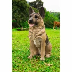 Top 10 ⭐ Animal Statues Hi-Line Gift Ltd. Small German Shepherd Sitting Garden Statue 👏 11 Top 10 ⭐ Animal Statues Hi-Line Gift Ltd. Small German Shepherd Sitting Garden Statue 👏 -Garden Statues Shop inuseHILI983