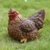 Top 10 👏 Animal Statues Hi-Line Gift Ltd. Squatting Hen Garden Statue 💯 -Garden Statues Shop masterHILI064