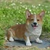 Coupon 🔔 Animal Statues Hi-Line Gift Ltd. Corgi 🦮 Dog Garden Statue 💯 -Garden Statues Shop masterHILI082