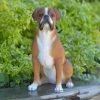 Best reviews of ❤️ Animal Statues Hi-Line Gift Ltd. This Sitting Boxer 🦮 Dog Garden Statue 🔔 -Garden Statues Shop masterHILI084