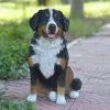 Budget 😀 Animal Statues Hi-Line Gift Ltd. Bernese Mountain 🐶 Dog Garden Statue 👏 -Garden Statues Shop masterHILI086