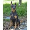 Best reviews of 👍 Animal Statues Hi-Line Gift Ltd. Sitting Doberman Pinscher 🐶 Dog Garden Statue 🎁 -Garden Statues Shop masterHILI087