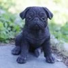 Cheap 💯 Animal Statues Hi-Line Gift Ltd. Pug Puppy Garden Statue 🤩 -Garden Statues Shop masterHILI091