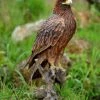 Discount ๐ Animal Statues Hi-Line Gift Ltd. Golden Eagle Garden Statue โ๏ธ 2 Discount ๐ Animal Statues Hi-Line Gift Ltd. Golden Eagle Garden Statue โ๏ธ -Garden Statues Shop masterHILI125