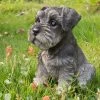 Best Pirce ๐ฏ Animal Statues Hi-Line Gift Ltd. Sitting Schnauzer Puppy Garden Statue โ๏ธ 2 Best Pirce ๐ฏ Animal Statues Hi-Line Gift Ltd. Sitting Schnauzer Puppy Garden Statue โ๏ธ -Garden Statues Shop masterHILI148