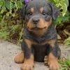 New 🔔 Animal Statues Hi-Line Gift Ltd. Sitting Rottweiler Puppy Garden Statue 🌟 2 New 🔔 Animal Statues Hi-Line Gift Ltd. Sitting Rottweiler Puppy Garden Statue 🌟 -Garden Statues Shop masterHILI152