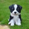 Buy 🔥 Animal Statues Hi-Line Gift Ltd. Sitting Border Collie Puppy Garden Statue ❤️ -Garden Statues Shop masterHILI158