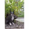 Best reviews of 🔥 Animal Statues Hi-Line Gift Ltd. Boston Terrier 🐶 Dog Garden Statue 😀 1 Best reviews of 🔥 Animal Statues Hi-Line Gift Ltd. Boston Terrier 🐶 Dog Garden Statue 😀 -Garden Statues Shop masterHILI160