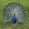 Brand new β¨ Animal Statues Hi-Line Gift Ltd. Peacock With Feathers Out Indoor/Outdoor Statue π 2 Brand new β¨ Animal Statues Hi-Line Gift Ltd. Peacock With Feathers Out Indoor/Outdoor Statue π -Garden Statues Shop masterHILI437