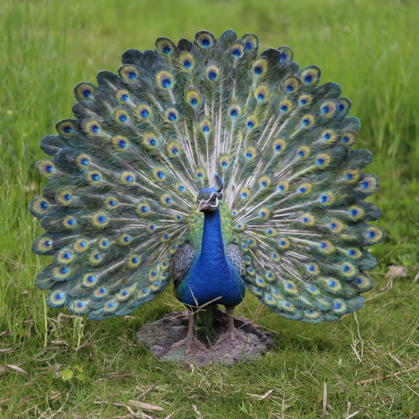 Brand new ✨ Animal Statues Hi-Line Gift Ltd. Peacock With Feathers Out Indoor/Outdoor Statue 🎉 3 Brand new ✨ Animal Statues Hi-Line Gift Ltd. Peacock With Feathers Out Indoor/Outdoor Statue 🎉