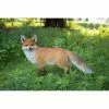 Best reviews of 😍 Animal Statues Hi-Line Gift Ltd. Walking Fox Indoor/Outdoor Statue ⭐ -Garden Statues Shop masterHILI438