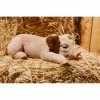 Discount 🌟 Animal Statues Hi-Line Gift Ltd. Pig Sleeping ❤️ 1 Discount 🌟 Animal Statues Hi-Line Gift Ltd. Pig Sleeping ❤️ -Garden Statues Shop masterHILI514