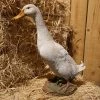 Flash Sale 😀 Animal Statues Hi-Line Gift Ltd. White Duck 🎁 -Garden Statues Shop masterHILI520