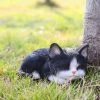 Deals ⌛ Animal Statues Hi-Line Gift Ltd. Black And White Kitten Sleeping 😍 -Garden Statues Shop masterHILI525