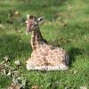 Top 10 😍 Animal Statues Hi-Line Gift Ltd. Giraffe Laying Down Statue 😀 -Garden Statues Shop masterHILI552