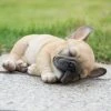 Best reviews of ❤️ Animal Statues Hi-Line Gift Ltd. Sleeping On Side Pug Puppy Statue 😉 -Garden Statues Shop masterHILI565