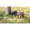 Best reviews of 😀 Animal Statues Hi-Line Gift Ltd. Yorkshire Terrier Puppy Sleeping ✨ 2 Best reviews of 😀 Animal Statues Hi-Line Gift Ltd. Yorkshire Terrier Puppy Sleeping ✨ -Garden Statues Shop masterHILI570