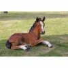Promo ๐ฅฐ Animal Statues Hi-Line Gift Ltd. Large Horse Colt Laying Down Statue ๐ 1 Promo ๐ฅฐ Animal Statues Hi-Line Gift Ltd. Large Horse Colt Laying Down Statue ๐ -Garden Statues Shop masterHILI573
