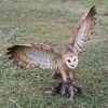 Promo 🌟 Animal Statues Hi-Line Gift Ltd. Barn Owl On Stump With Open Wings 🔥 1 Promo 🌟 Animal Statues Hi-Line Gift Ltd. Barn Owl On Stump With Open Wings 🔥 -Garden Statues Shop masterHILI580