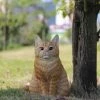 Outlet 😍 Animal Statues Hi-Line Gift Ltd. Orange Tabby Cat Sitting 🔔 -Garden Statues Shop masterHILI595