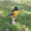 Buy 🔥 Animal Statues Hi-Line Gift Ltd. Oriole On Branch Statue ⌛ -Garden Statues Shop masterHILI597