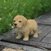 Discount 🎉 Animal Statues Hi-Line Gift Ltd. Yellow Standing Labrador Puppy Statue 😉 -Garden Statues Shop masterHILI605