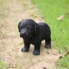 Deals 🛒 Animal Statues Hi-Line Gift Ltd. Black Standing Labrador Puppy Statue 😀 -Garden Statues Shop masterHILI606