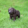 Discount ๐ Animal Statues Hi-Line Gift Ltd. Chocolate Standing Labrador Puppy Statue ๐ 2 Discount ๐ Animal Statues Hi-Line Gift Ltd. Chocolate Standing Labrador Puppy Statue ๐ -Garden Statues Shop masterHILI607