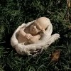 Flash Sale 🤩 Design Toscano Angel & Cherub Statues In Nature's Hands Baby Cherub Angel Statue ❤️ 1 Flash Sale 🤩 Design Toscano Angel & Cherub Statues In Nature's Hands Baby Cherub Angel Statue ❤️ -Garden Statues Shop masterTOSC238