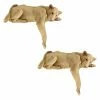 Best deal 😍 Animal Statues Design Toscano Lioness Of Namibia Statue - Set Of 2 😍