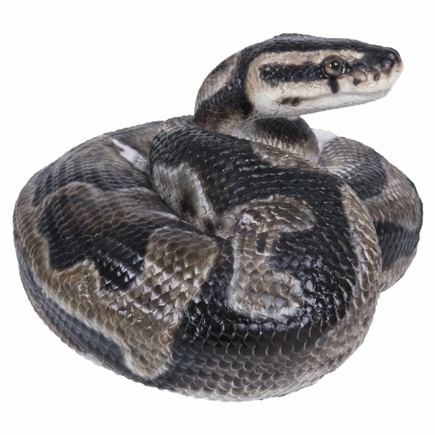 Cheapest ✨ Animal Statues Hi-Line Gift Ltd. Regius Ball Python Figurine 🔥 7 Cheapest ✨ Animal Statues Hi-Line Gift Ltd. Regius Ball Python Figurine 🔥 - Image 5